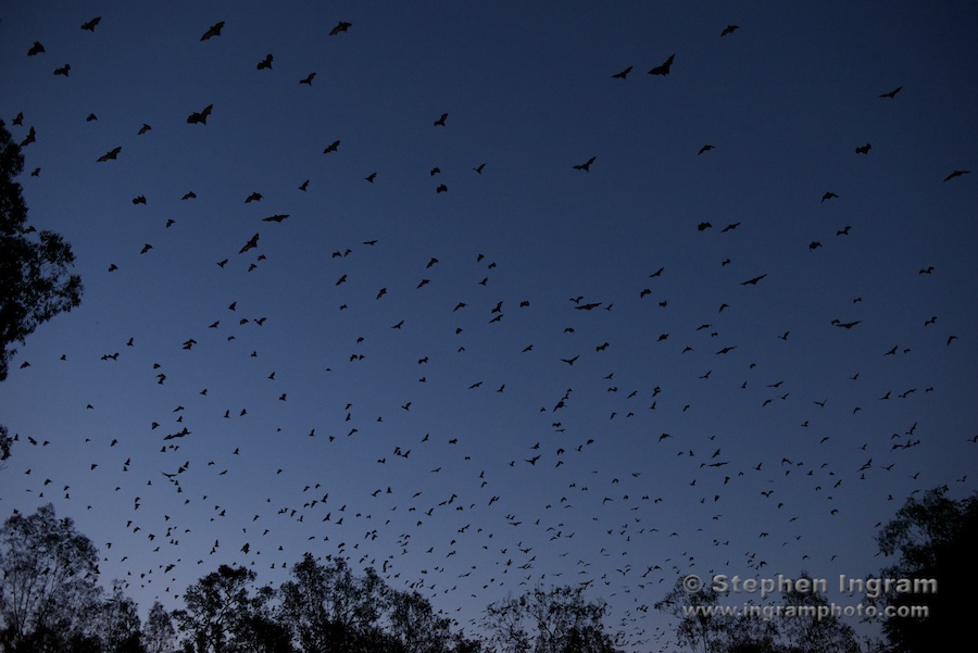 Little red flying foxes, Carnarvon National Park, Qld.