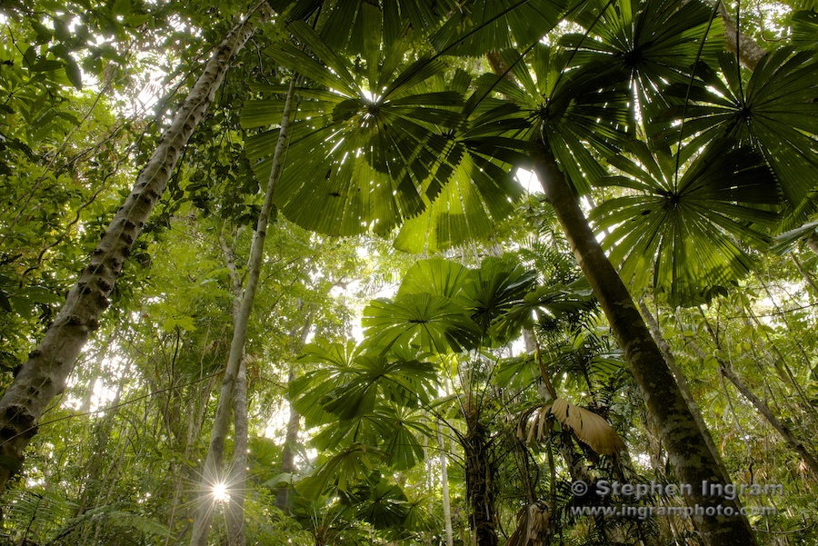 Coastal lowland rainforest with Australian fan palms, Daintree National Park, Qld.