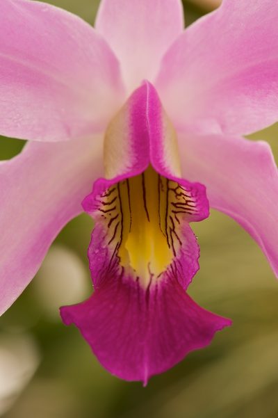 Flora Stephen Ingram Eastern Sierra Nature Photographer