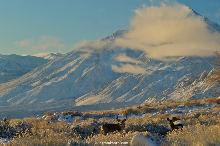 Mule Deer below Mt. Tom, with Clearing Winter Storm, Eastern Sierra, CA