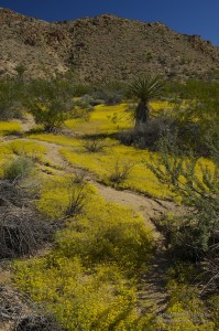 Cinchweed Desert