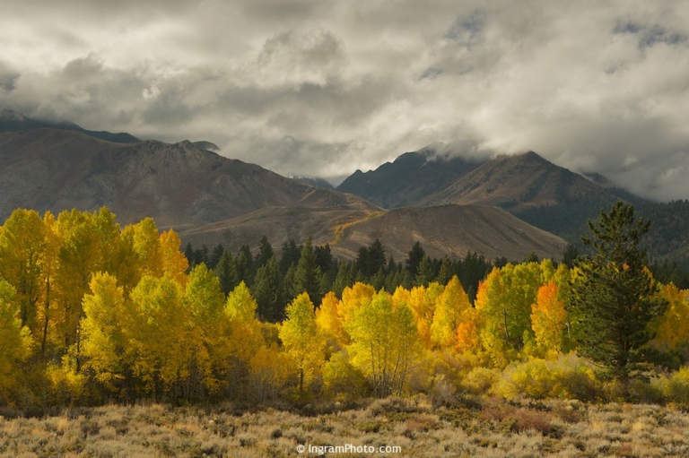 Mammoth Creek Aspens, Eastern Sierra, CA