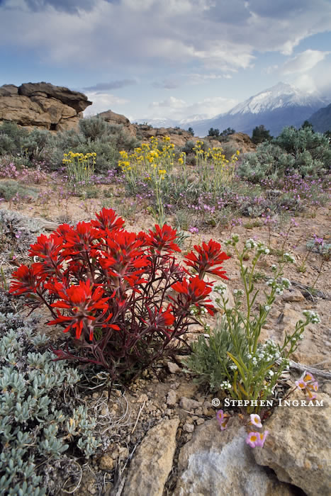 Eastern Sierra Wildflowers with Mt. Tom, Sherwin Hill, CA
