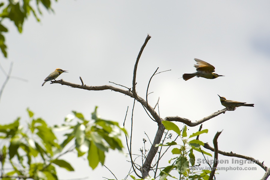 Rainbow bee-eaters, Litchfield National Park, N.T.