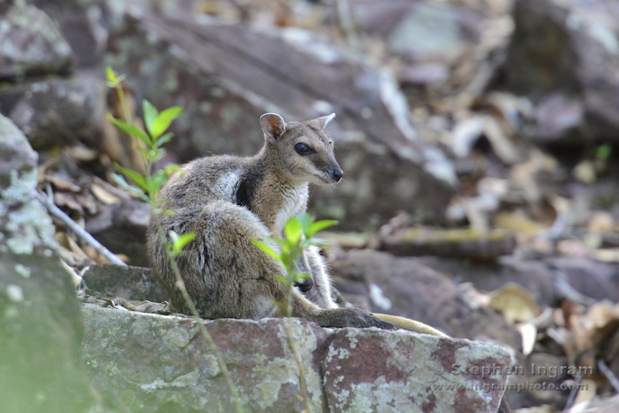 Short-eared rock wallaby, Litchfield National Park, N.T.