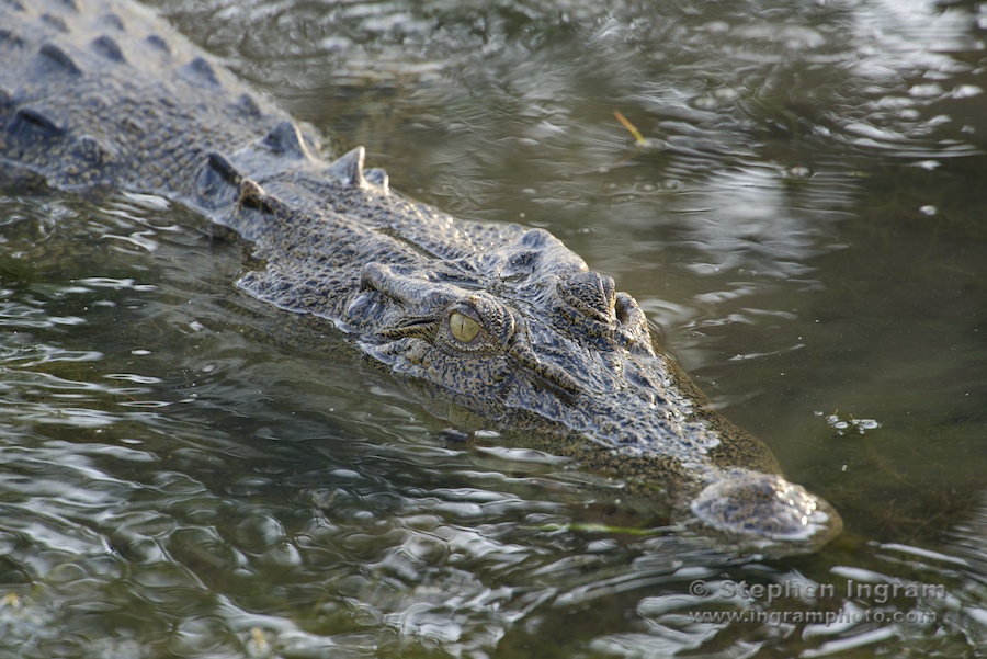 Saltwater crocodile, Yellow River, Kakadu National Park, N.T.