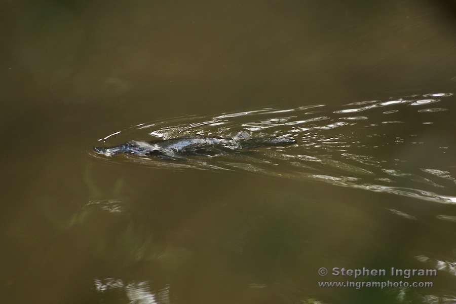 Platypus in Peterson Creek, Yungaburra, Qld.