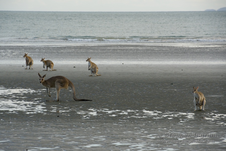 Eastern gray and agile wallaby mob on the beach, Cape Hillsborough National Park, Qld.