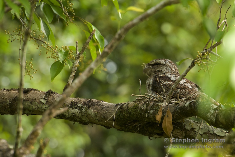 Male Papuan frogmouth on a nest, Daintree River, Daintree National Park, Qld.
