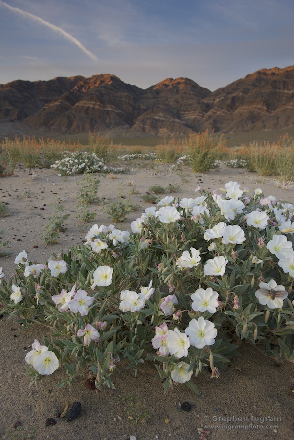 Eureka Dunes evening-primrose with a visiting sphinx moth (lower right) and last light on the Last Chance Range.