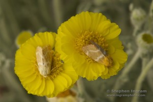 Flower moths (Schinia miniana) taking a snooze on desert-marigold flowers.