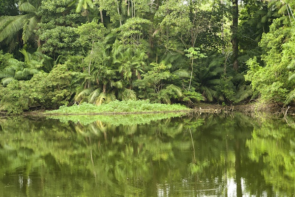 Lowland tropical rainforest, Soberania National Park, Panama