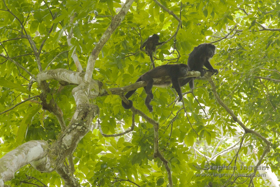 A family of howler monkeys settles in for a siesta, Parque Nacional Soberania, Panama