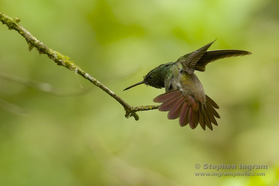 Snowy-bellied hummingbird stretching, El Valle, Panama