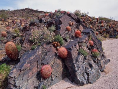 desertbarrelcactusnursery