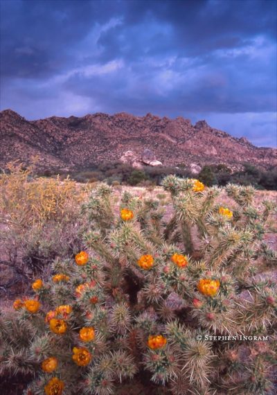 desertchollastorm