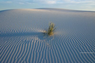 desertwhitesandsyucca
