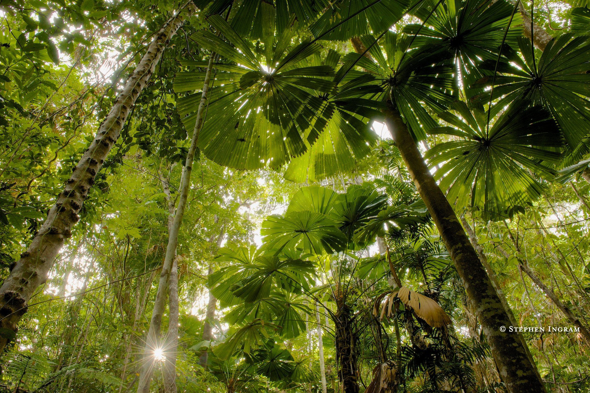Australian fan palm forest, Cape Tribulation, Queensland