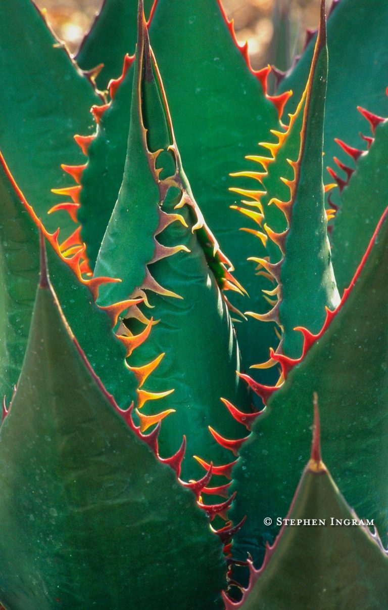 Shaw agave spines, Agave shawl, Santa Barbara Botanic Garden, CA