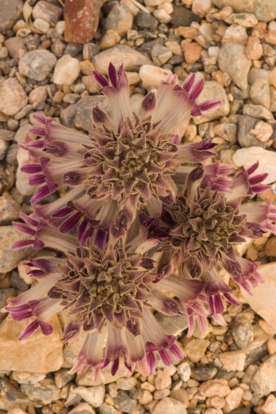 floradesertparasiteflowers