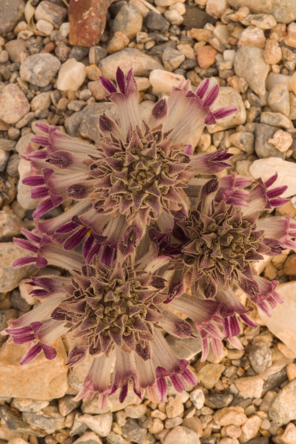 floradesertparasiteflowers