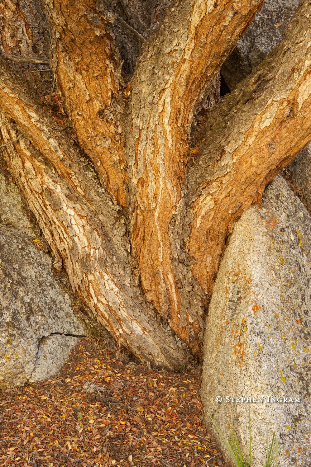 Mountain mahogany trunks among granite rocks, White Mountains, CA