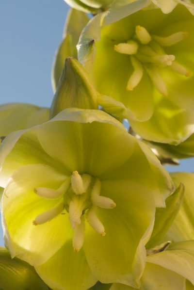florayuccaflowers_0
