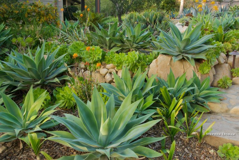 Gardens – Stephen Ingram Eastern Sierra Nature Photographer