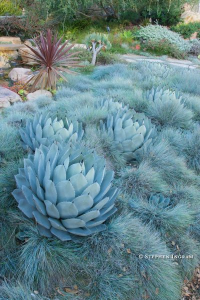 gardensagavefestuca