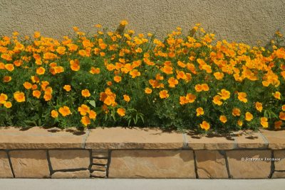 gardenspoppyplanter