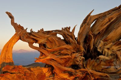 mountainsbristleconebase