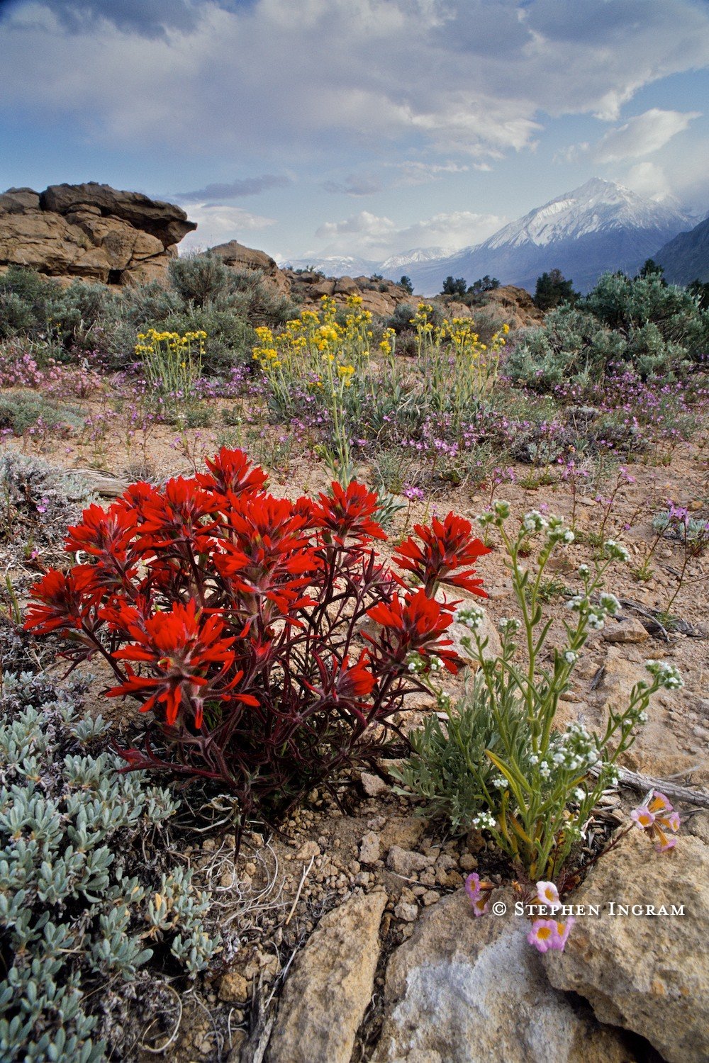 Desert paintbrush, yellow-throats, yellow-flowered cryptantha, and other species among Bishop tuff with Mt. Tom in background, Sherwin Hill, Mono Co., CA