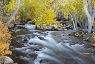 mountainsleeviningcreektrees