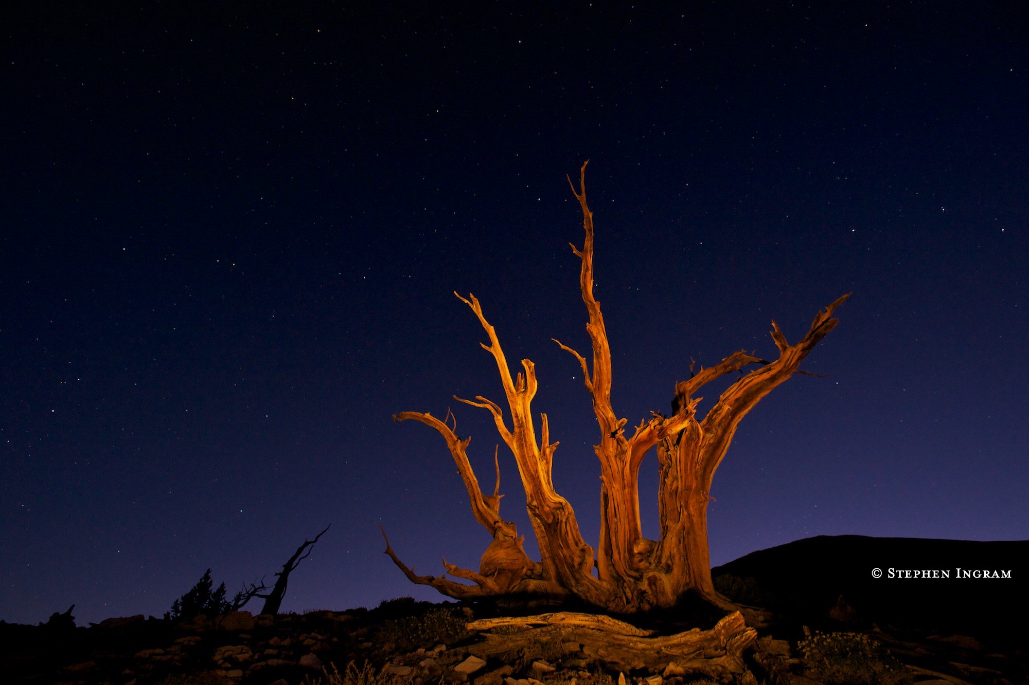 Bristlecone pine snag at night, Ancient Bristlecone Pine Forest, White Mountains, CA