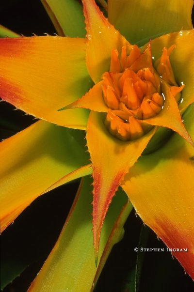 TR-101OrangeBromeliad Colorful bromeliad, native to Venezuela, Selby Botanical Gardens, FL