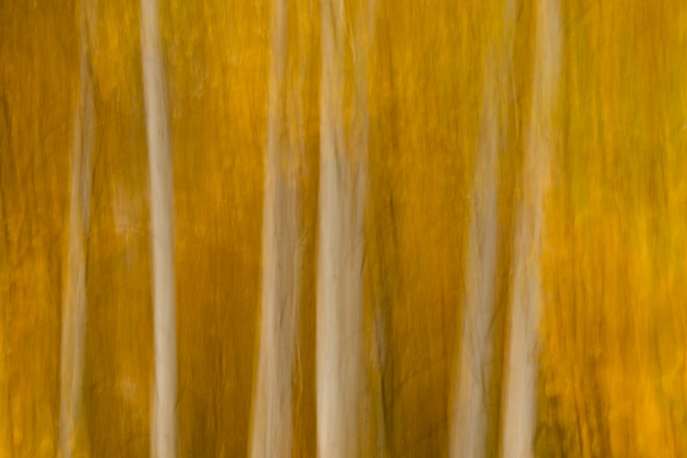 Intentional Camera Movement of Aspen forest, Lower Rock Creek, Eastern Sierra, CA