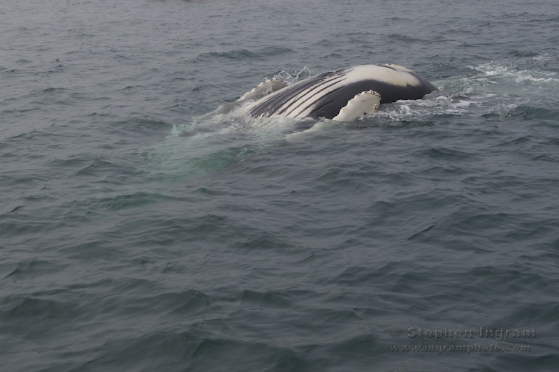 Humpback whale, north of Brier Island, western edge of Nova Scotia in Bay of Fundy, CAN