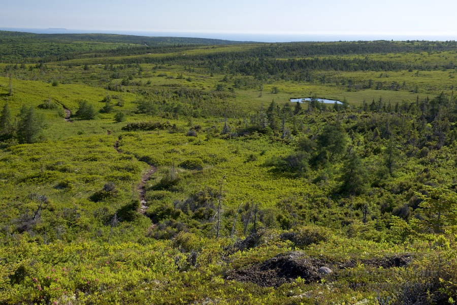 View of taiga and Aspy Bay from Mica Hill, NE edge of Cape Breton Highlands National Park, Nova Scotia, CAN