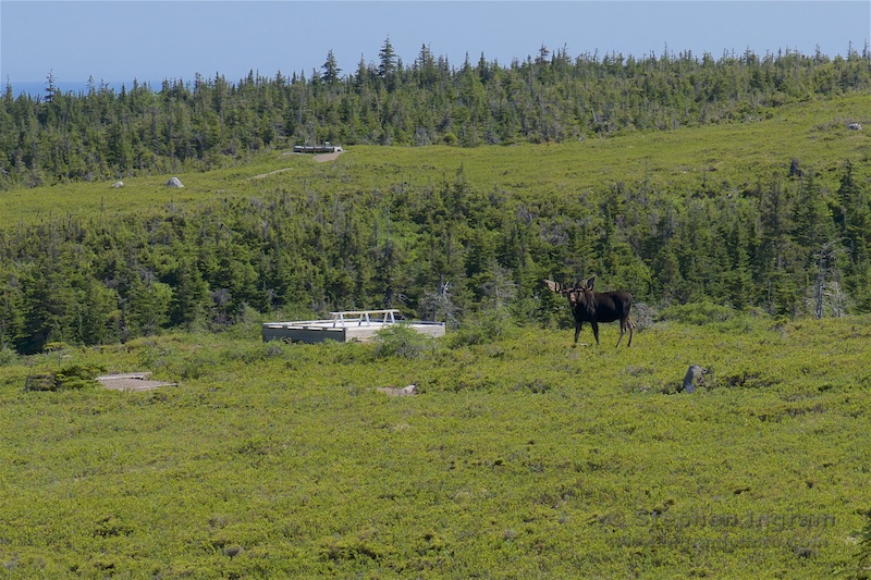 A very large moose on the trail to Mica Hill, Cape Breton Highlands National Park, Nova Scotia, CAN