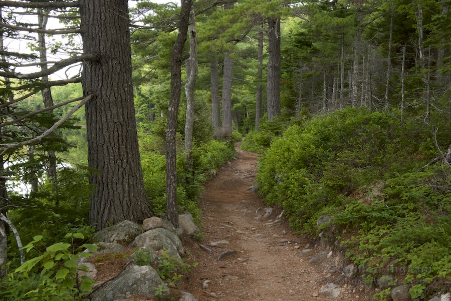 Jack pines (Pinus banksiana) line the trail around Warren Lake, Cape Breton Highlands National Park, Nova Scotia, CAN