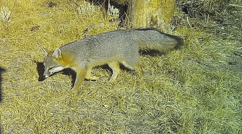 A gray fox making the neighborhood rounds.