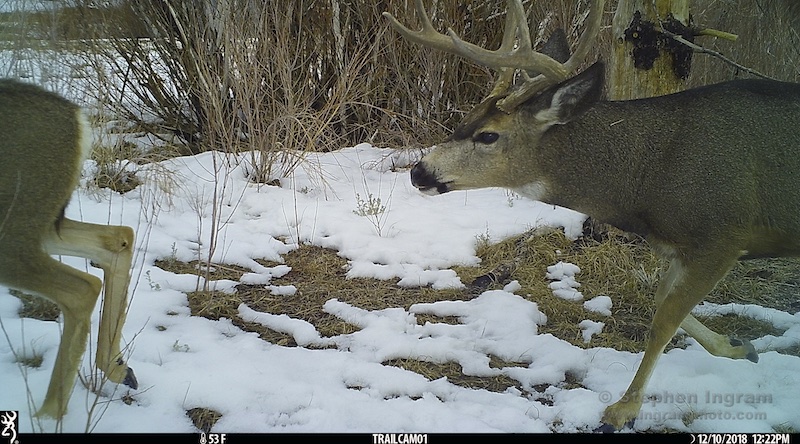 A mule deer buck tailing a doe with one thing on his mind.