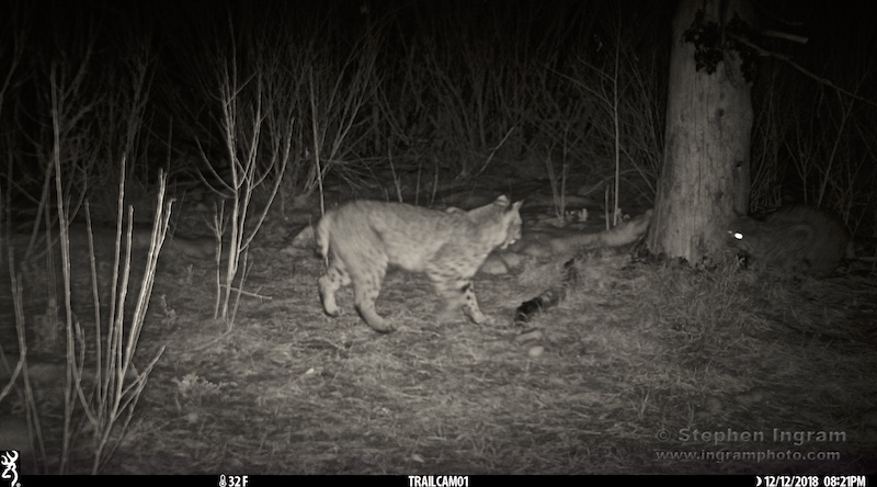 A young bobcat approaches closer....