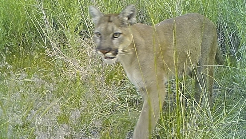 A female mountain lion leaves the site of her recent kill of a mule deer buck.