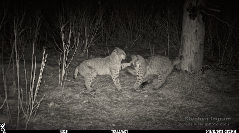 Two young bobcats sparring for the camera.