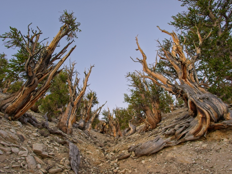 Great Basin bristlecone pines, Pinus longaeva, Methuselah Grove Trail, Ancient Bristlecone Pine Forest, Inyo National Forest, White Mountains, CA