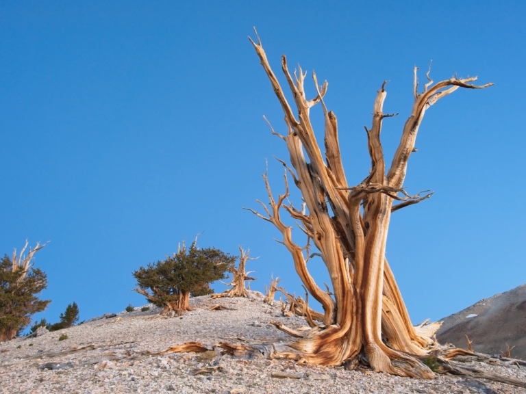 Great Basin bristlecone pines at twilight, Pinus longaeva, Ancient Bristlecone Pine Forest, Inyo National Forest, White Mountains, CA