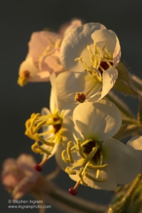 Brown-eyed primrose (Chylismia claviformis), Palo Verde Wash, Anza-Borrego Desert State Park, CA