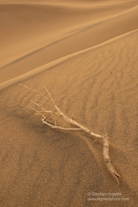 Creosote branch, Mesquite Dunes, Death Valley National Park, CA
