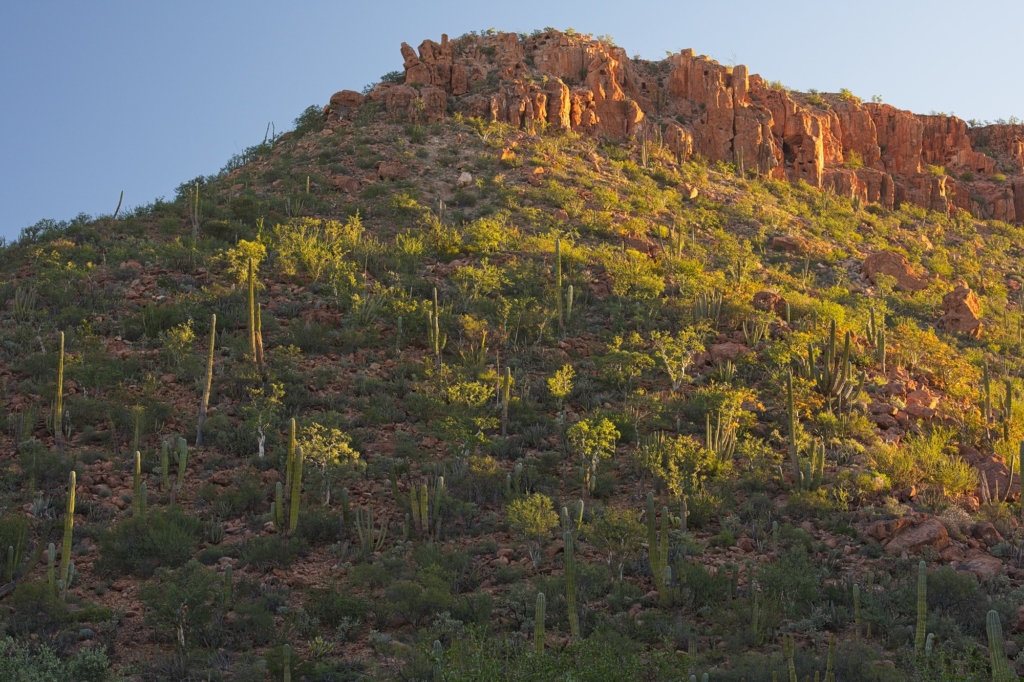 Mesa slope near Mision Francisco de San Borja, in the Central Desert ecoregion.